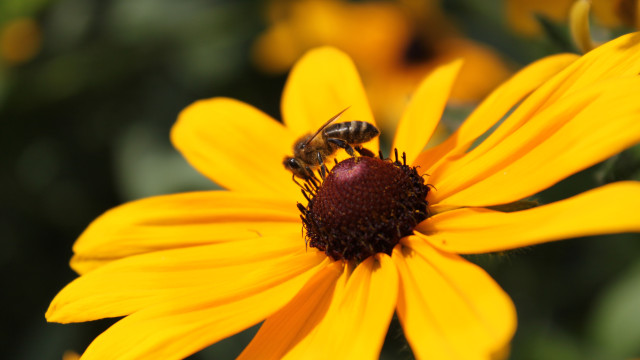 Program na rzecz zwiększenia populacji i ochrony pszczół