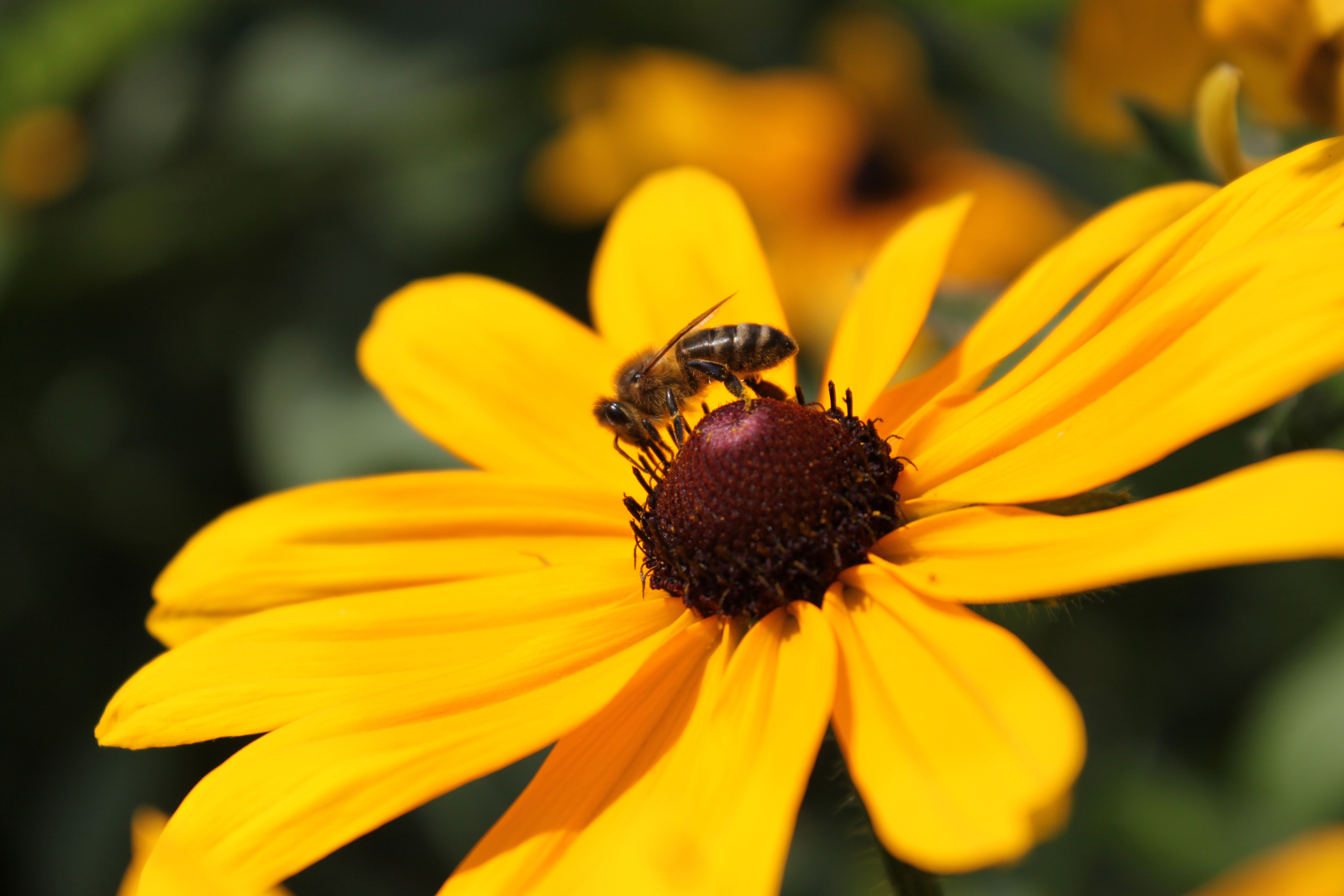 ZMIANA REGULAMINU PROGRAMU na rzecz zwiększenia populacji i ochrony pszczół